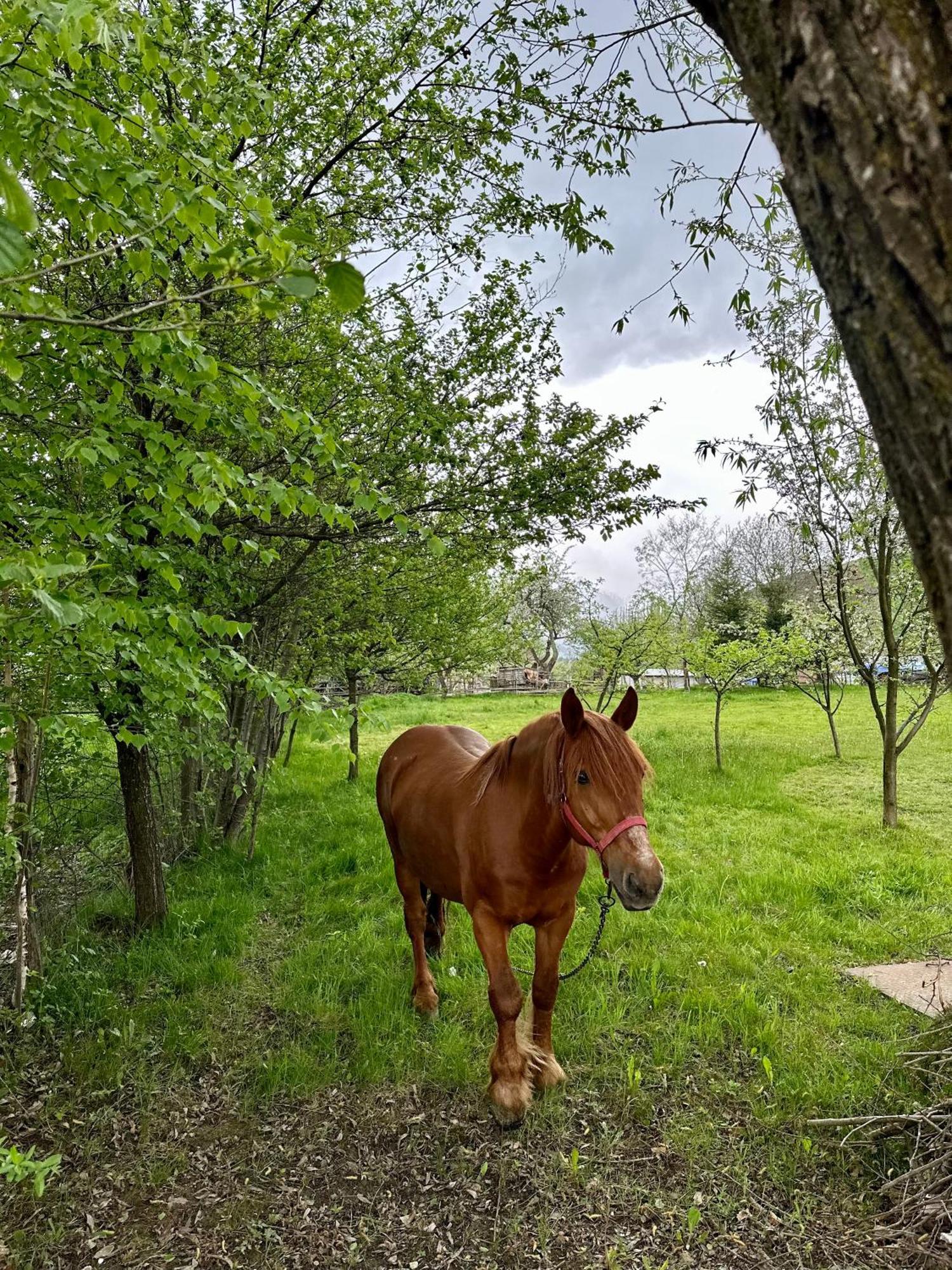 Ara Chalet Μπραν Εξωτερικό φωτογραφία